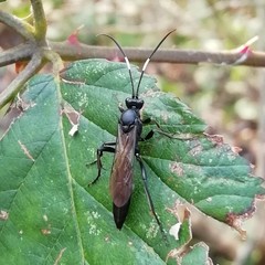 Stenichneumon culpator