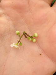 Ilex anomala