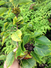 Metrosideros macropus