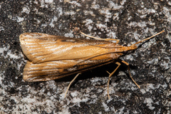 Scoparia dryphactis