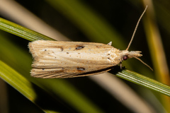 Apoctena persecta
