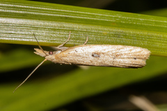 Apoctena persecta
