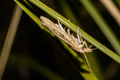 Apoctena persecta
