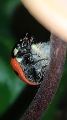 Dinocampus coccinellae paralysis virus