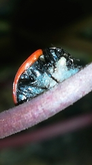 Dinocampus coccinellae paralysis virus
