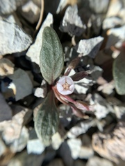 Claytonia peirsonii yorkii
