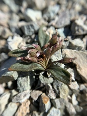 Claytonia peirsonii yorkii