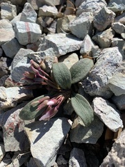 Claytonia peirsonii yorkii