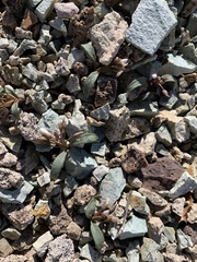 Claytonia peirsonii yorkii