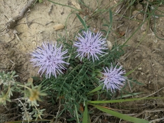 Carthamus mitissimus
