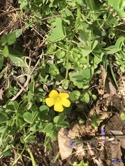 Oxalis grandis