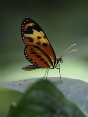 Mechanitis polymnia angustifascia