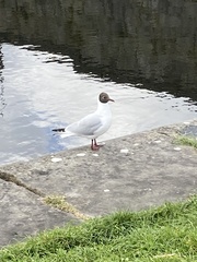 Chroicocephalus ridibundus