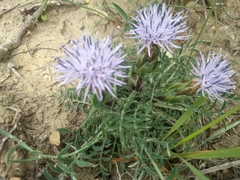 Carthamus mitissimus