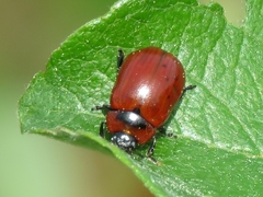 Gonioctena