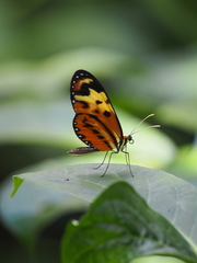 Mechanitis polymnia angustifascia