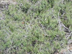 Pinus pinceana