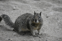 Otospermophilus beecheyi nesioticus