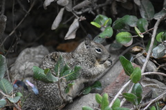 Otospermophilus beecheyi nesioticus