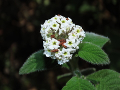 Heliotropium incanum