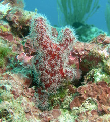 Alcyonium acaule