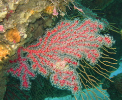 Alcyonium coralloides