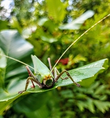 Onomarchus uninotatus