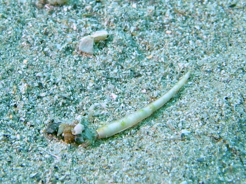 Representative image of Ditrupa