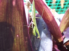 Miomantis paykullii