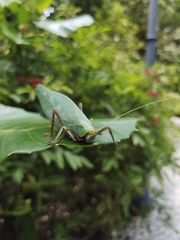 Onomarchus uninotatus