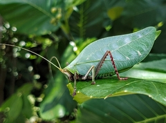 Onomarchus uninotatus