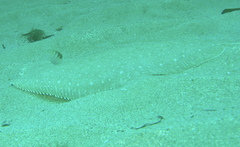 Solea senegalensis