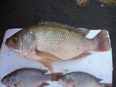 Oreochromis esculentus