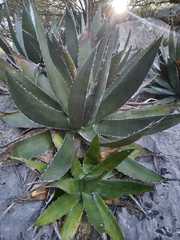 Agave obscura