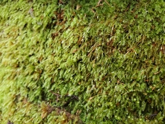 Tetraphis geniculata