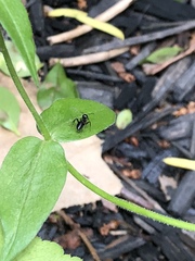 Camponotus pennsylvanicus