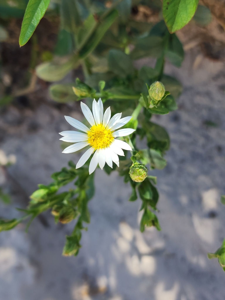 Noticastrum hatschbachii