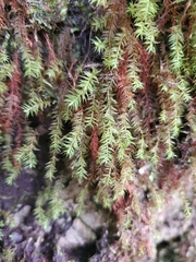 Bartramiopsis lescurii