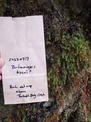 Bartramiopsis lescurii