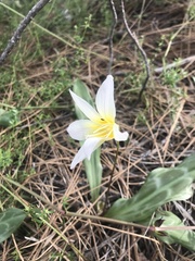 Erythronium multiscapideum