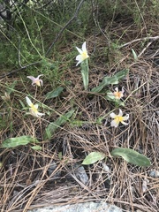 Erythronium multiscapideum