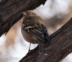 Fringilla coelebs