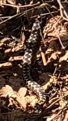 Vipera aspis zinnikeri