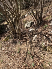 Vipera aspis zinnikeri