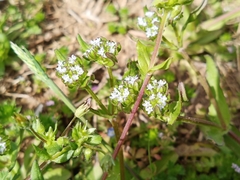 Valerianella discoidea