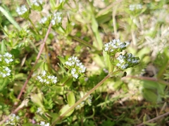 Valerianella discoidea
