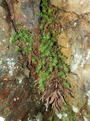 Bartramiopsis lescurii