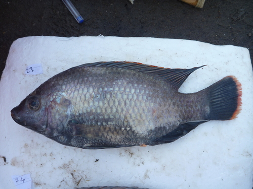 Lake Rukwa tilapia (Oreochromis rukwaensis) — Cichlidae — 2