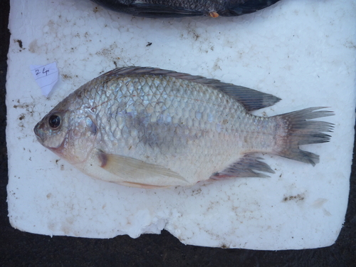 Lake Rukwa tilapia (Oreochromis rukwaensis) — Cichlidae — 4