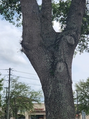 Tillandsia recurvata image